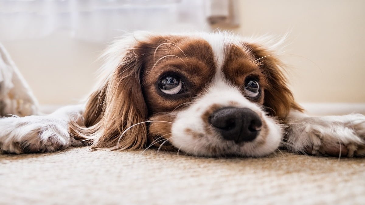 Voici pourquoi posséder un animal de compagnie fait de vous une meilleure personne !